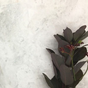 Baltic White Honed