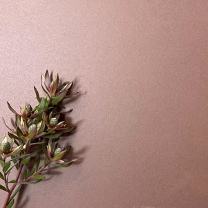 Ardesia Spice